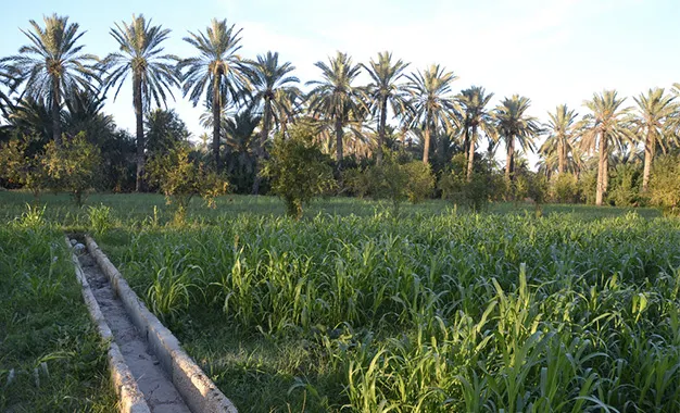 Palmiers dans l'oasis de Gabès, la seule oasis maritime au monde